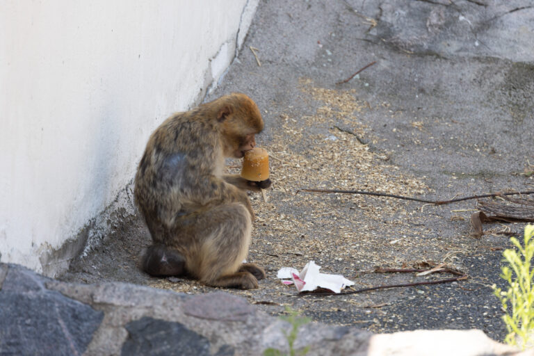 Photo: Annika Sorjonen (2025)Korkeasaari ZooHelsinki, Finland