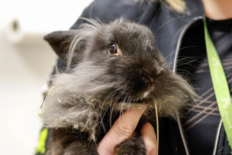 Suuri osa pienistä lemmikkieläimistä ei sovi lapsiperheeseen