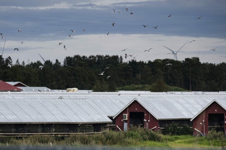 Turkistarhaus ja lintuinfluenssa