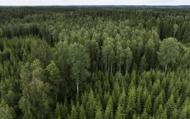 Soiden ennallistaminen