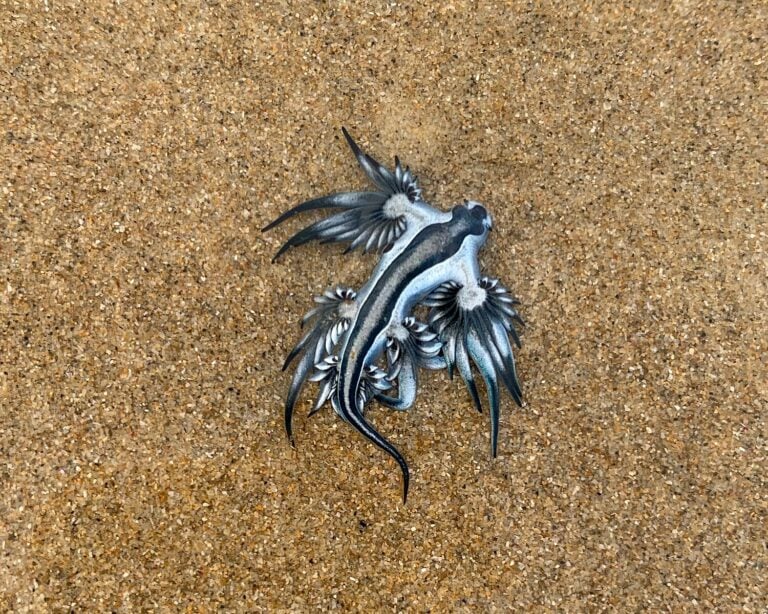 Glaucus_atlanticus_australia