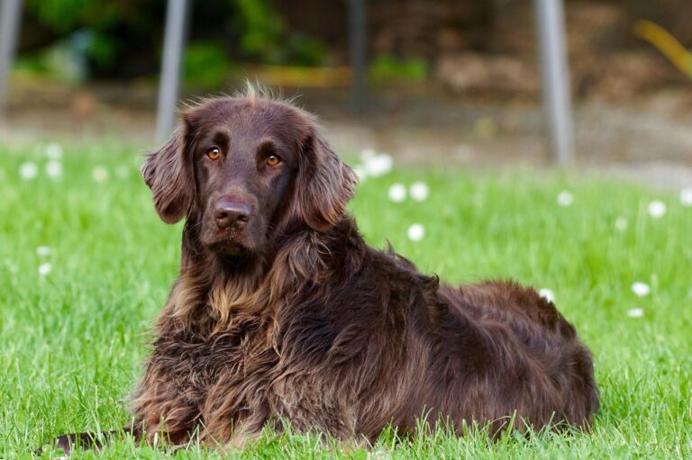 german-longhaired-pointer-782498_1920