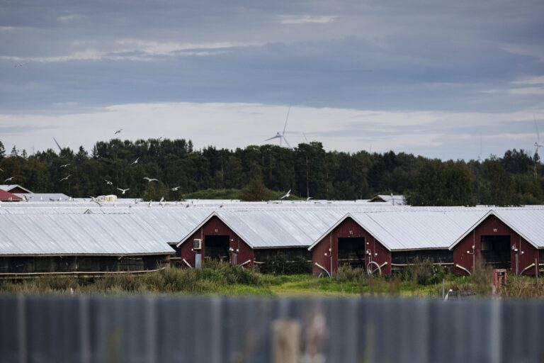 Turkistarhaus ja lintuinfluenssa