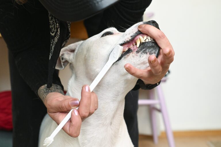 Koirien hampaiden pesu