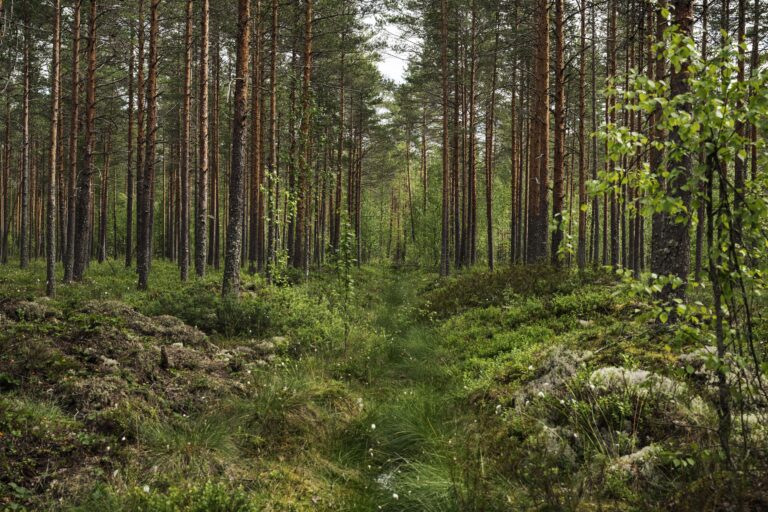 Soiden ennallistaminen