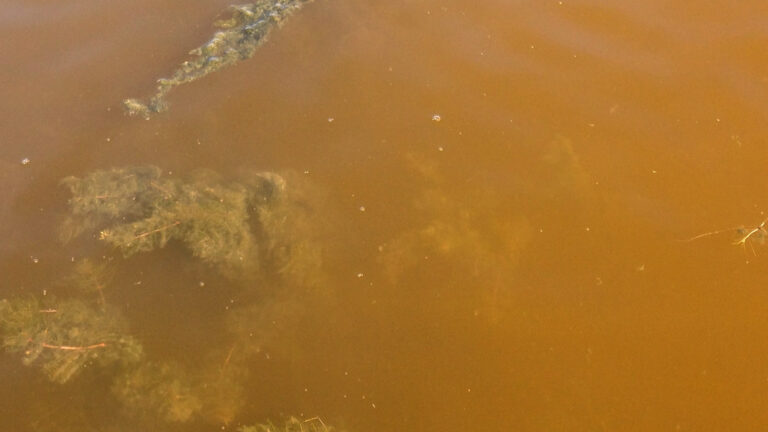 Alex bloom Lillängö2014_Elin Lindehoff copy 16 9