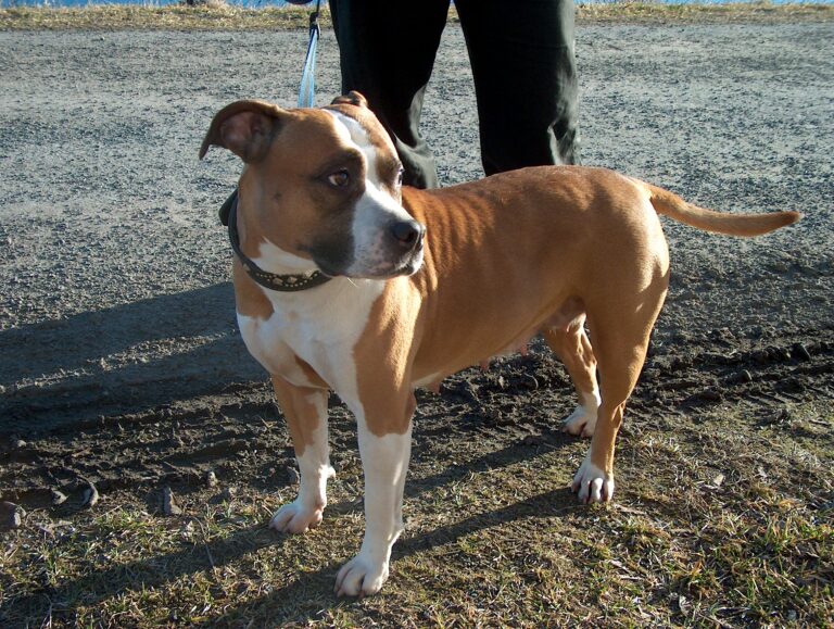 American_Staffordshire_Terrier_bitch