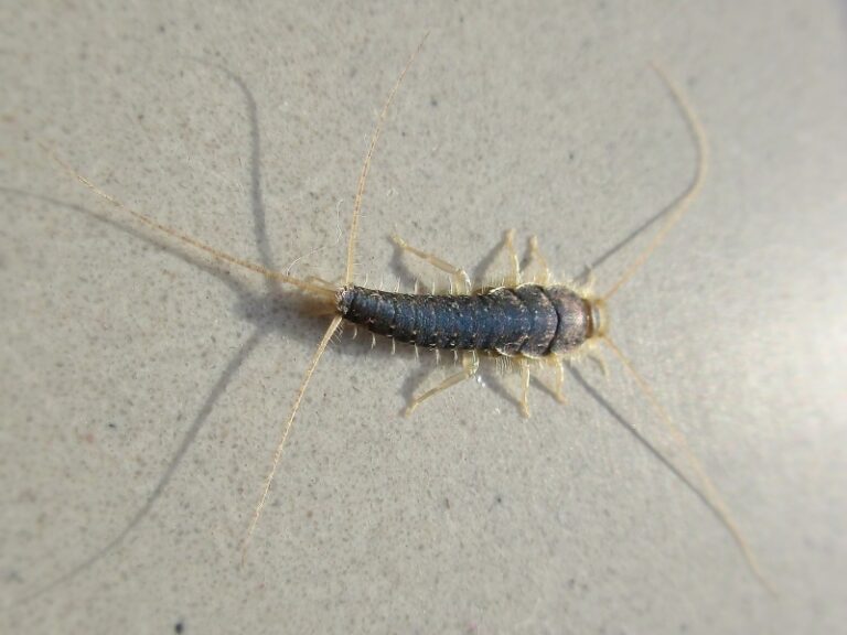 Ctenolepisma_longicaudatum_(Dryopteridaceae_sp
