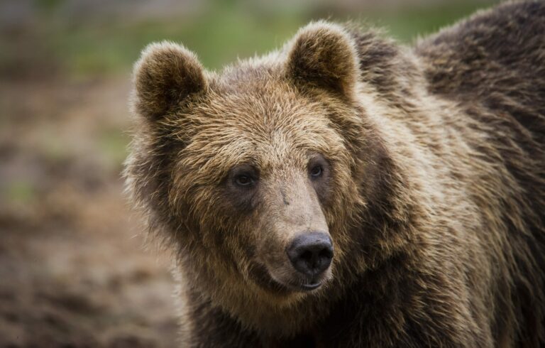 Kuvaussafari Viiksimossa