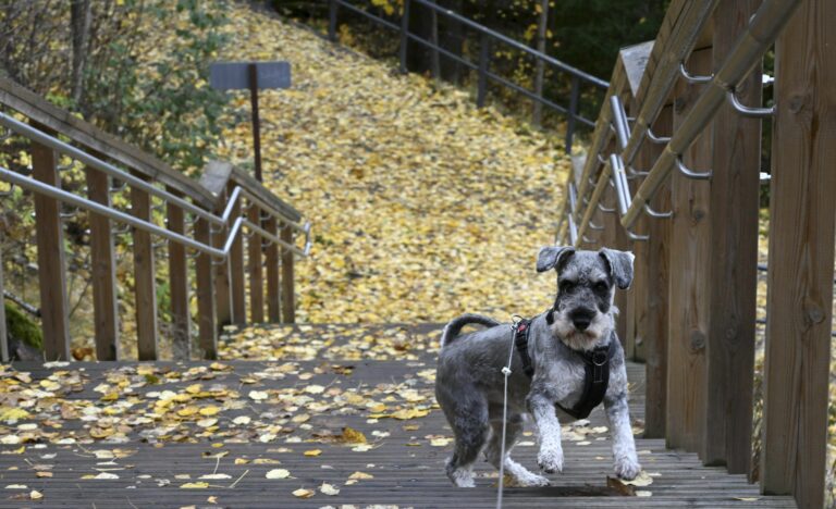 Sateet väistyvät iltapäivään mennessä lähes koko maassa