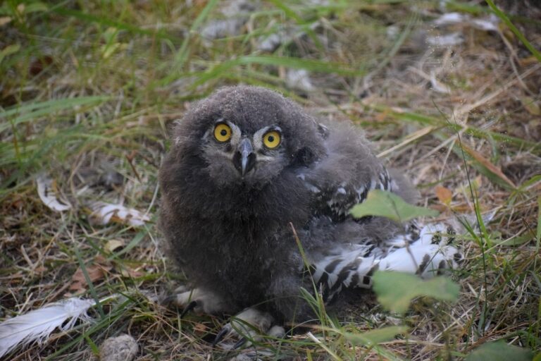 Ähtärin eläinpuistossa tutnturipöllöjen poikasia