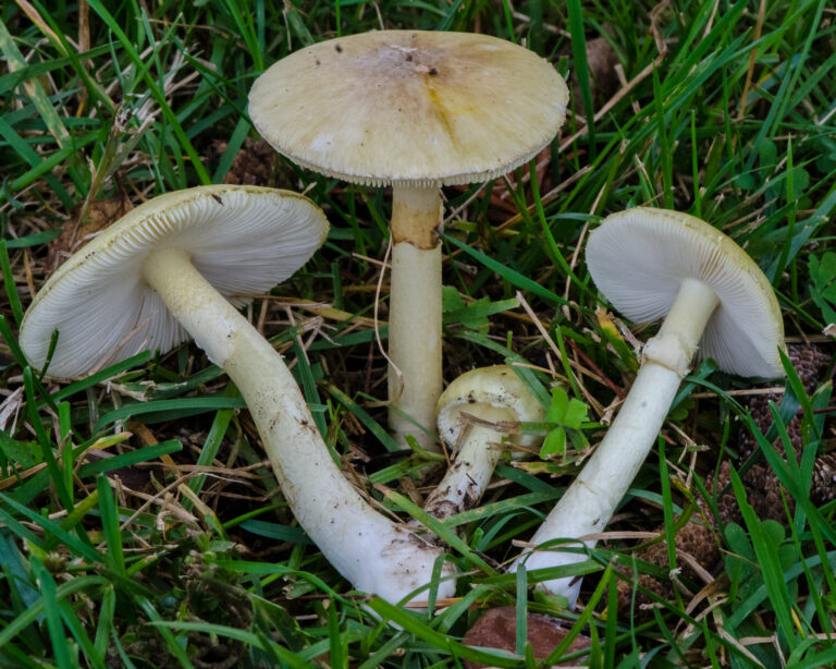 Amanita_phalloides_-_Death_Cap_(15969523046)