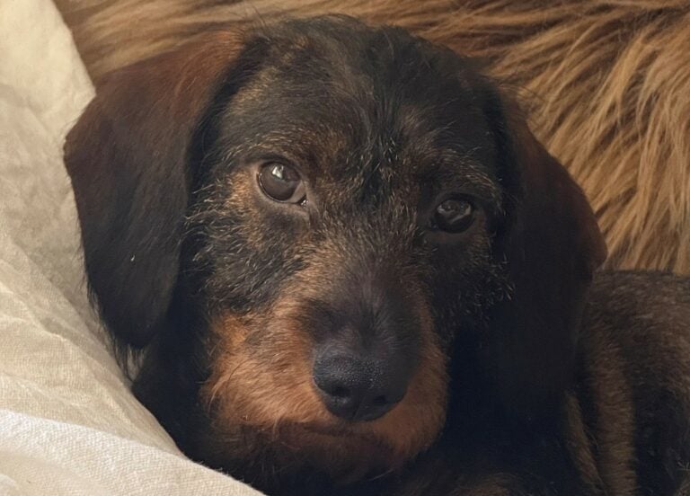 a3571842-43d1-477d-93ed-1c1ef14dcced