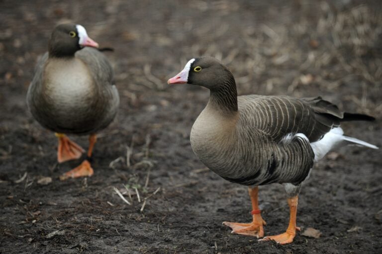 KUVITUSTA STT Äärimmäisen harvinaiset kiljuhanhet pysähtyivät Suomessa muuttomatkallaan 