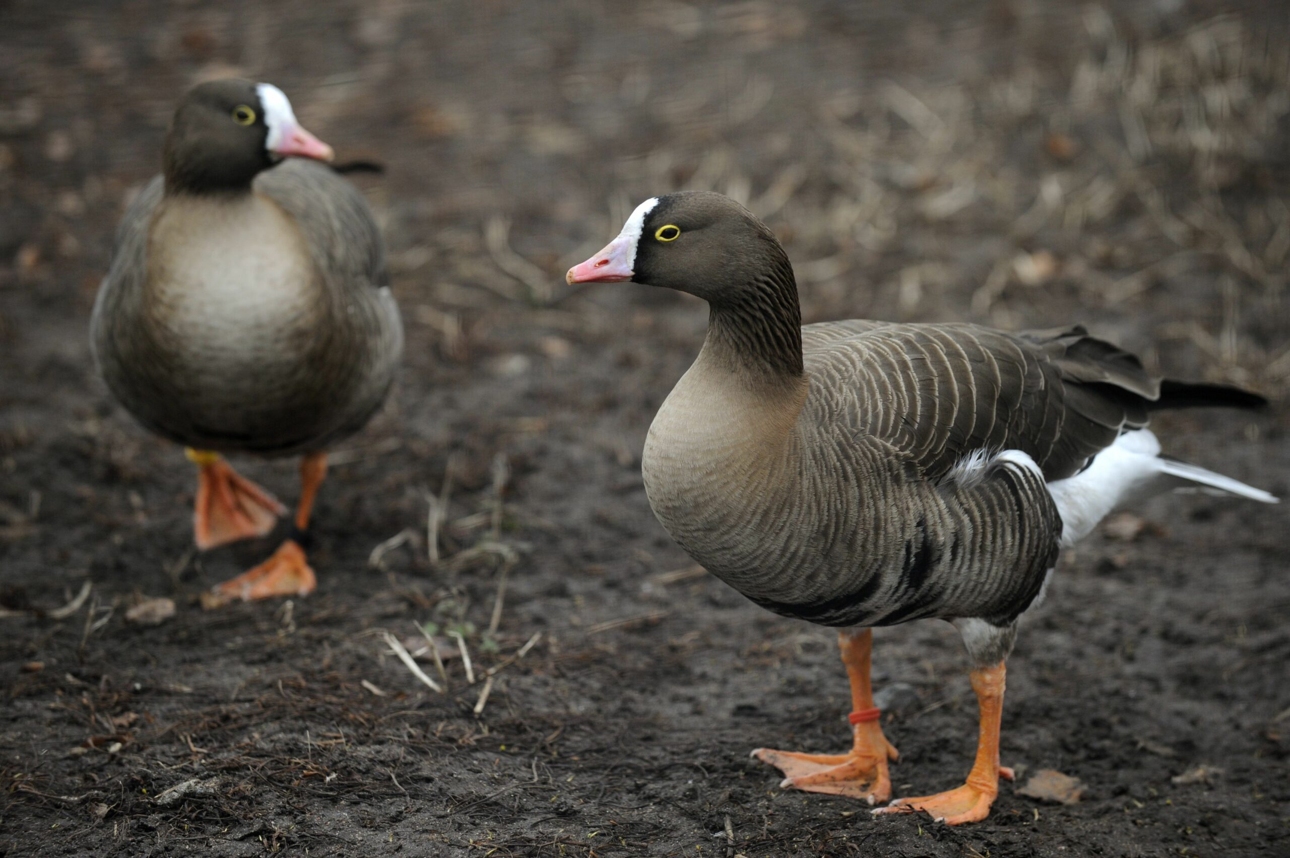 Ähtäristä siirrettiin eläimiä Korkeasaareen