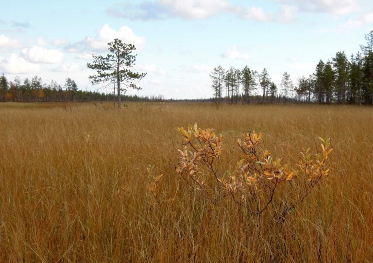 Viiankiaavan soidensuojelualue