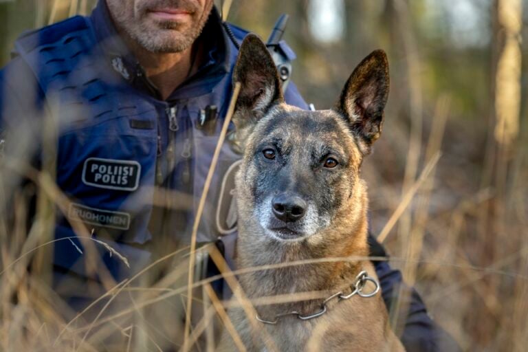 Poliisikoira Hero_E0A4238-Edit