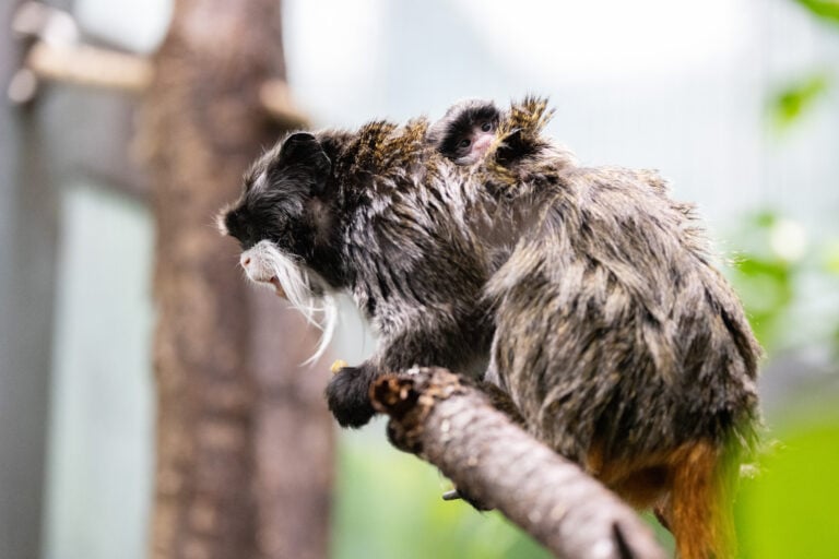 Photo: Annika Sorjonen (2025)Korkeasaari ZooHelsinki, Finland