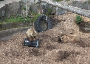 Karhu ottaa mittaa roskiksesta. Kuva: Kai-Eerik Nyholm, Suomen riistakeskus