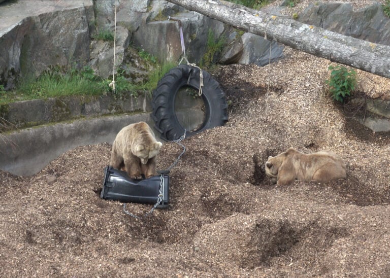 Karhu ottaa mittaa roskiksesta. Kuva: Kai-Eerik Nyholm, Suomen riistakeskus
