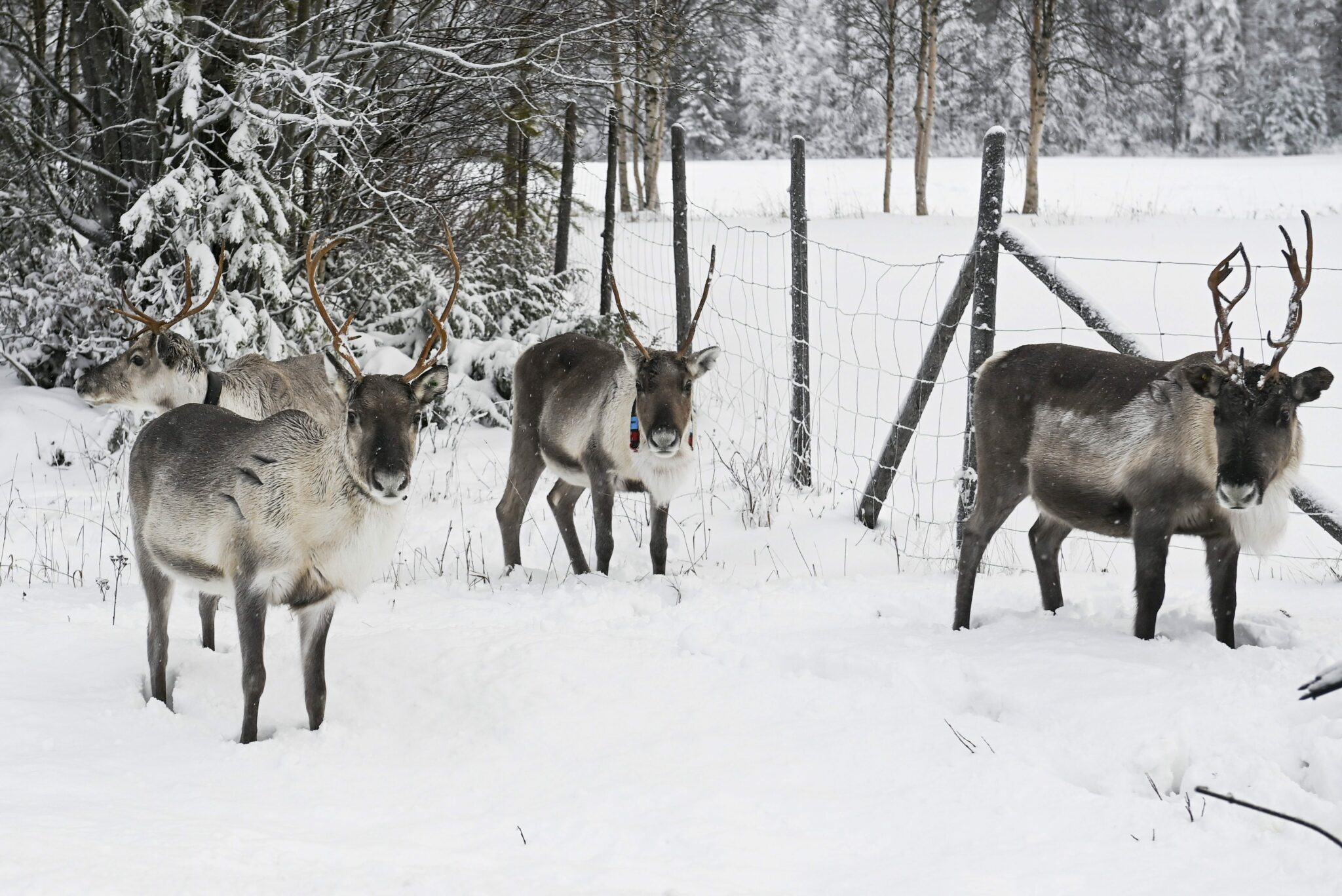 Lapin Porot Hengenvaarassa Syytt v Sormi Osoittaa Vladimir Putinia 