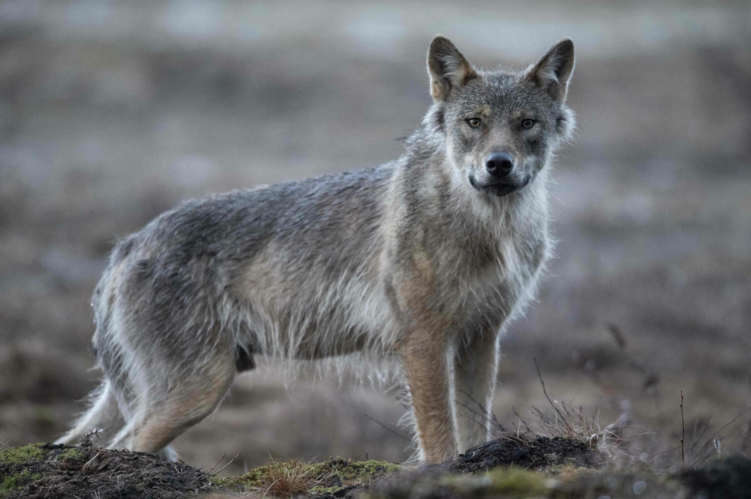 Venäjällä kritisoidaan susien metsästystä – ”suomalaisnationalistien fobioita”