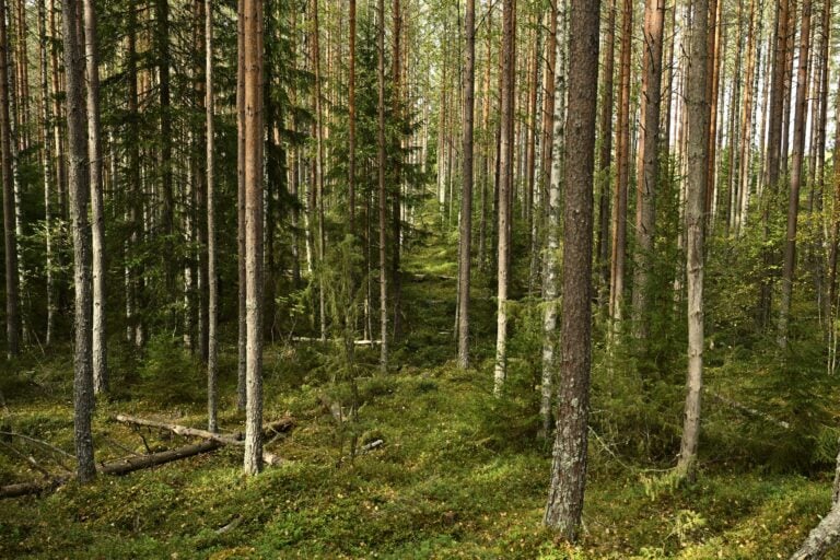 Liesjärven kansallispuisto