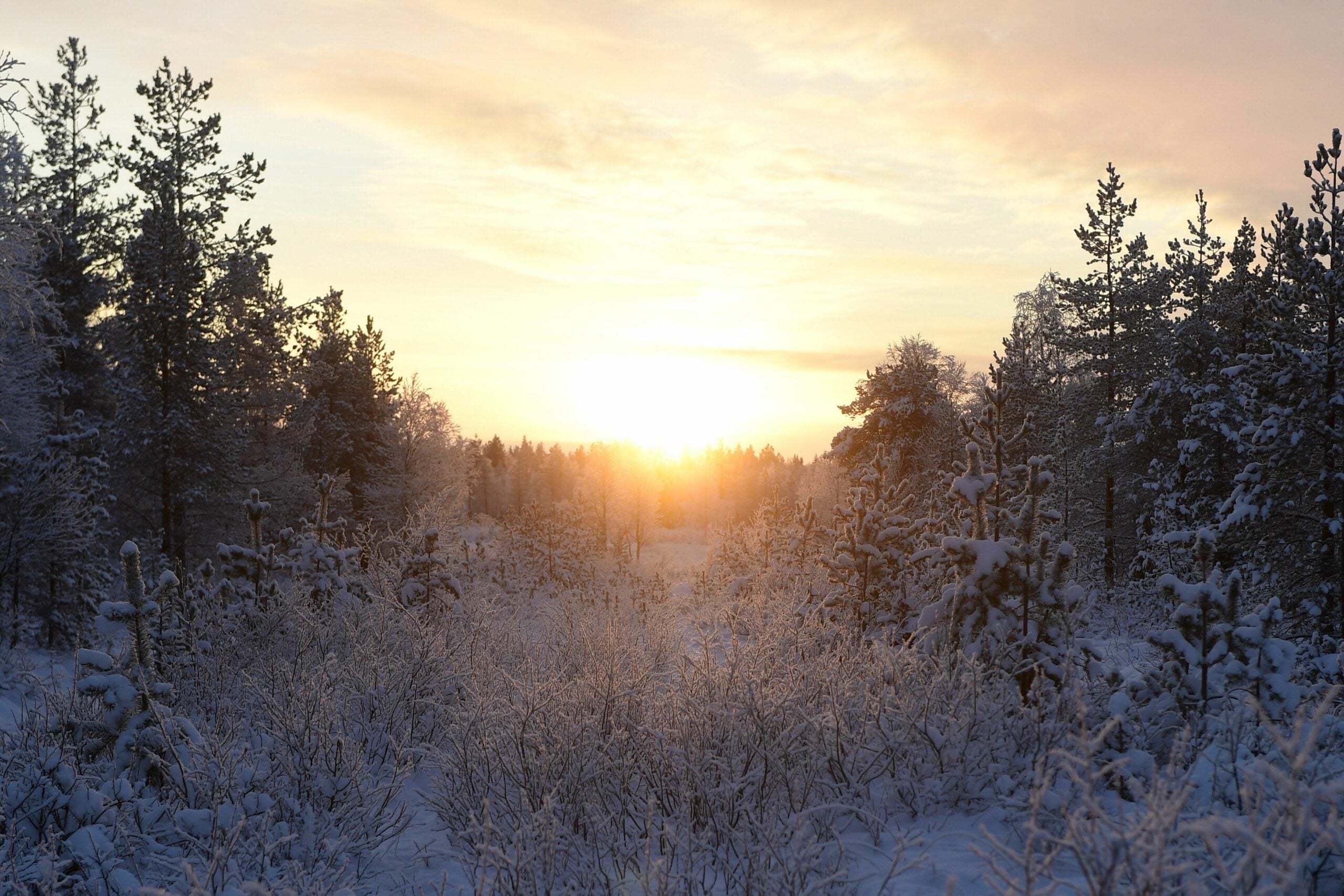 metsien-hiilinielut-laskettiin-pieleen-n-in-viranomainen-selitt
