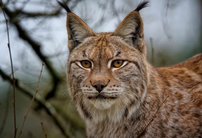 lynx-7787590_1920