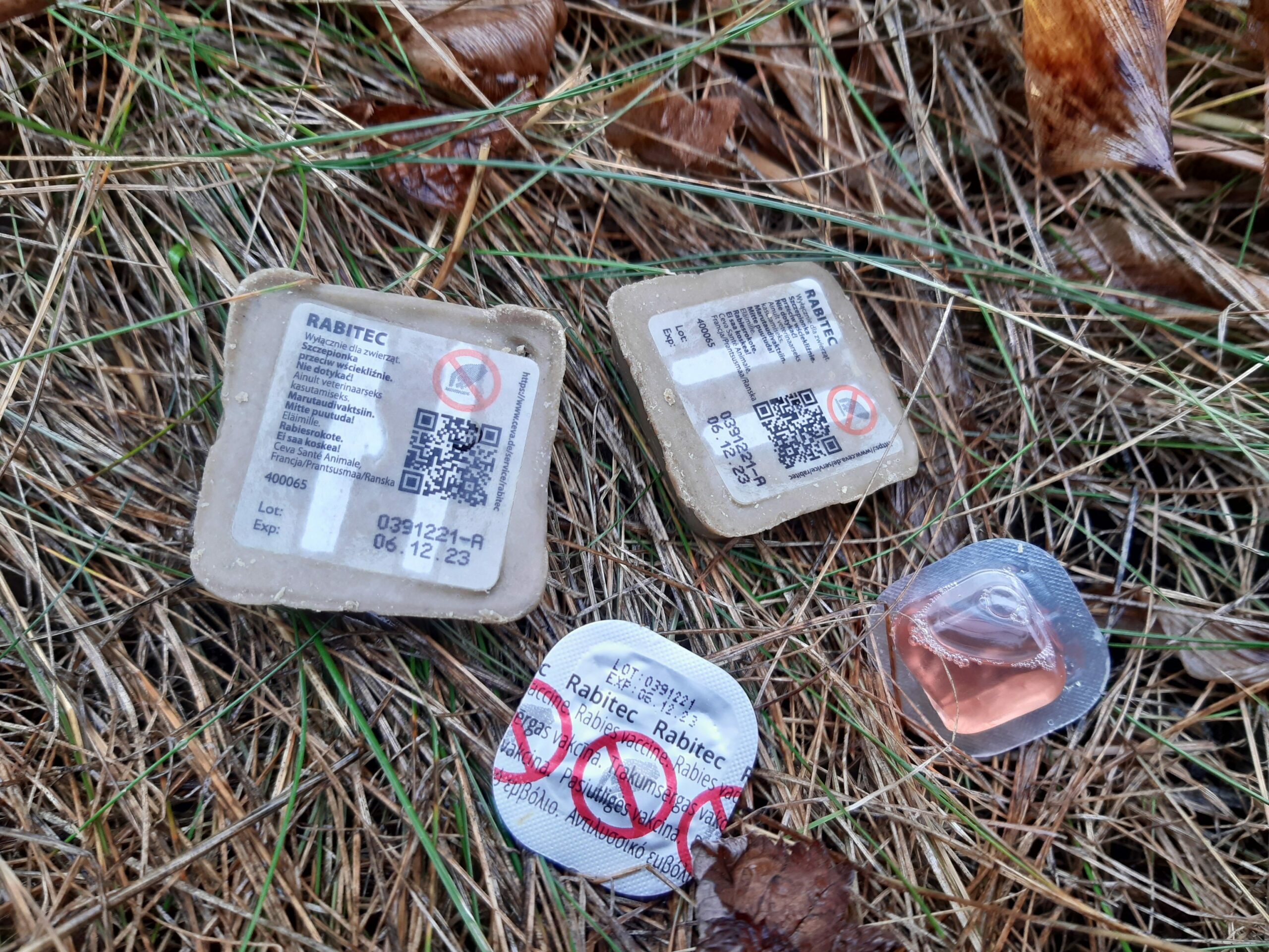 IS: Näin Suomi torjuu rabiesta itärajalla