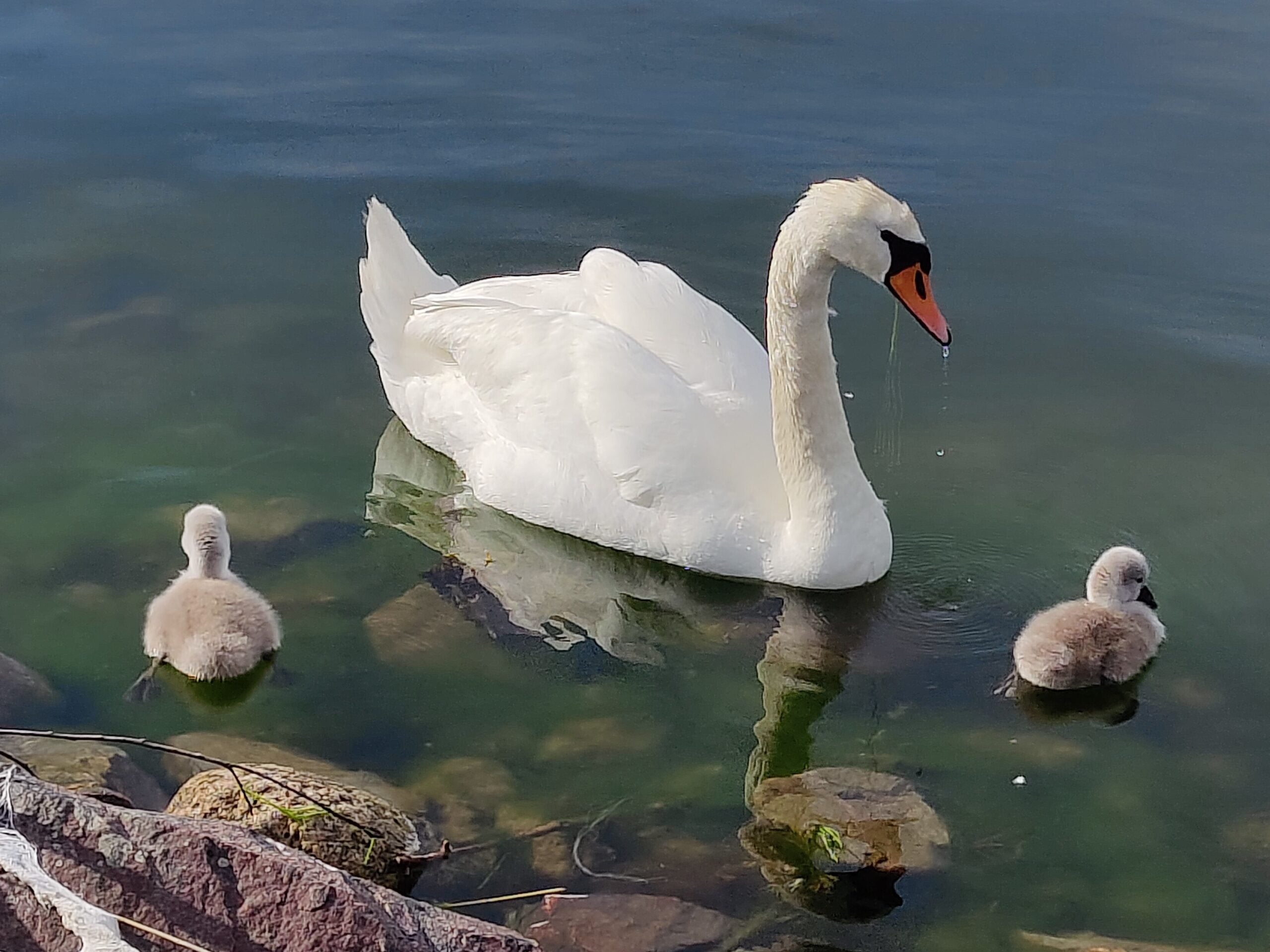 Häiritsevätkö linnut sinua? Tilanne onkin päinvastoin