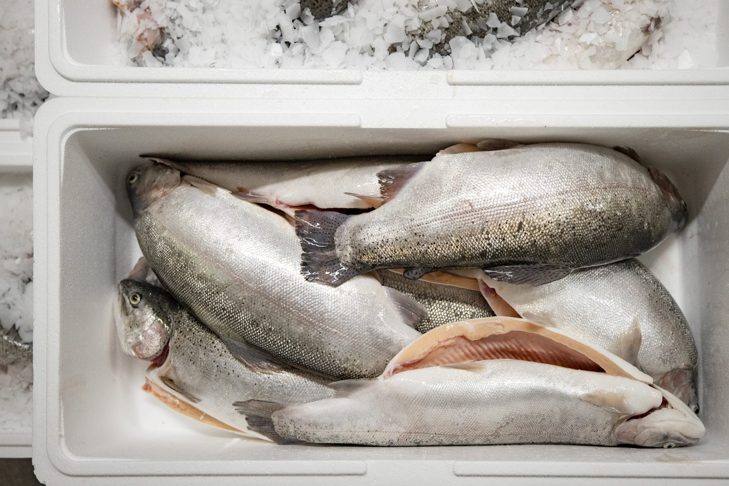 Talsa: Pitääkö kirjolohen nimi muuttaa?