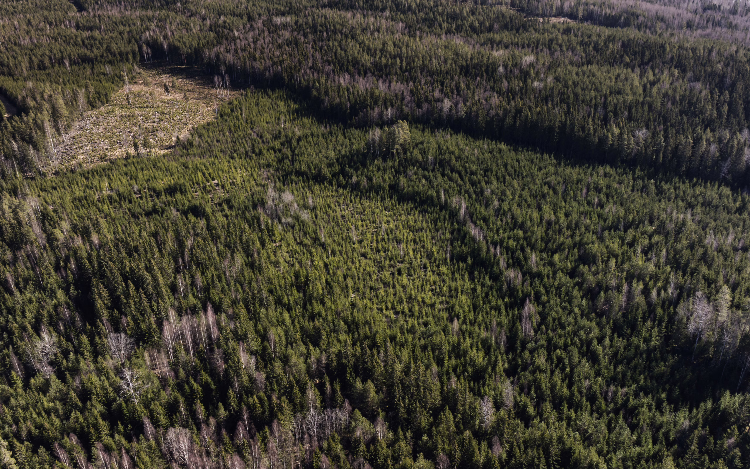 Metsäraportti: Hakkuiden rajoittamiselle ei perusteita Suomessa