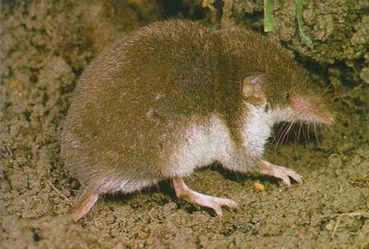 Crocidura eucodon eli kenttäsupiainen, joskus myös kenttäpäästäisenä tunnettu eläin.