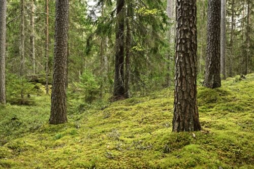 metsä