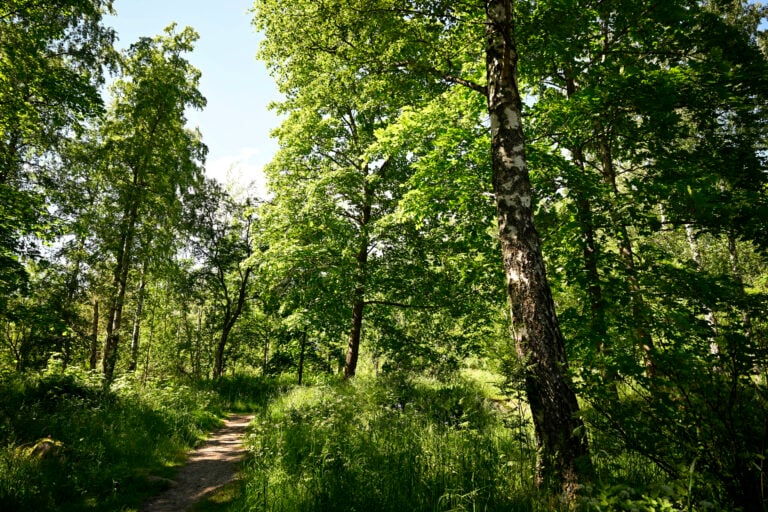 Metsäpolku Helsingissä