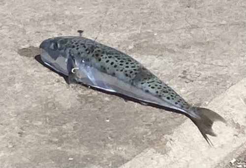 Lagocephalus sceleratus eli hopeaposkipallokala