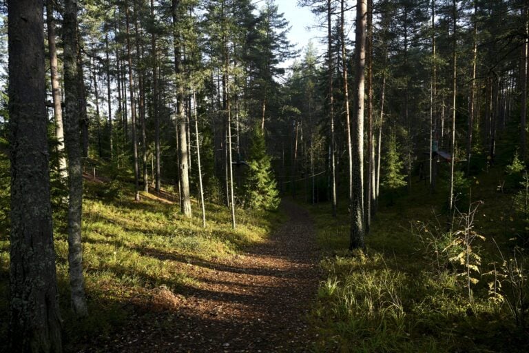 Luonto on kyselyn mukaan monille suomalaisille tärkeä palautumisen ja arjessa jaksamisen lähde. LEHTIKUVA / ANTTI AIMO-KOIVISTO