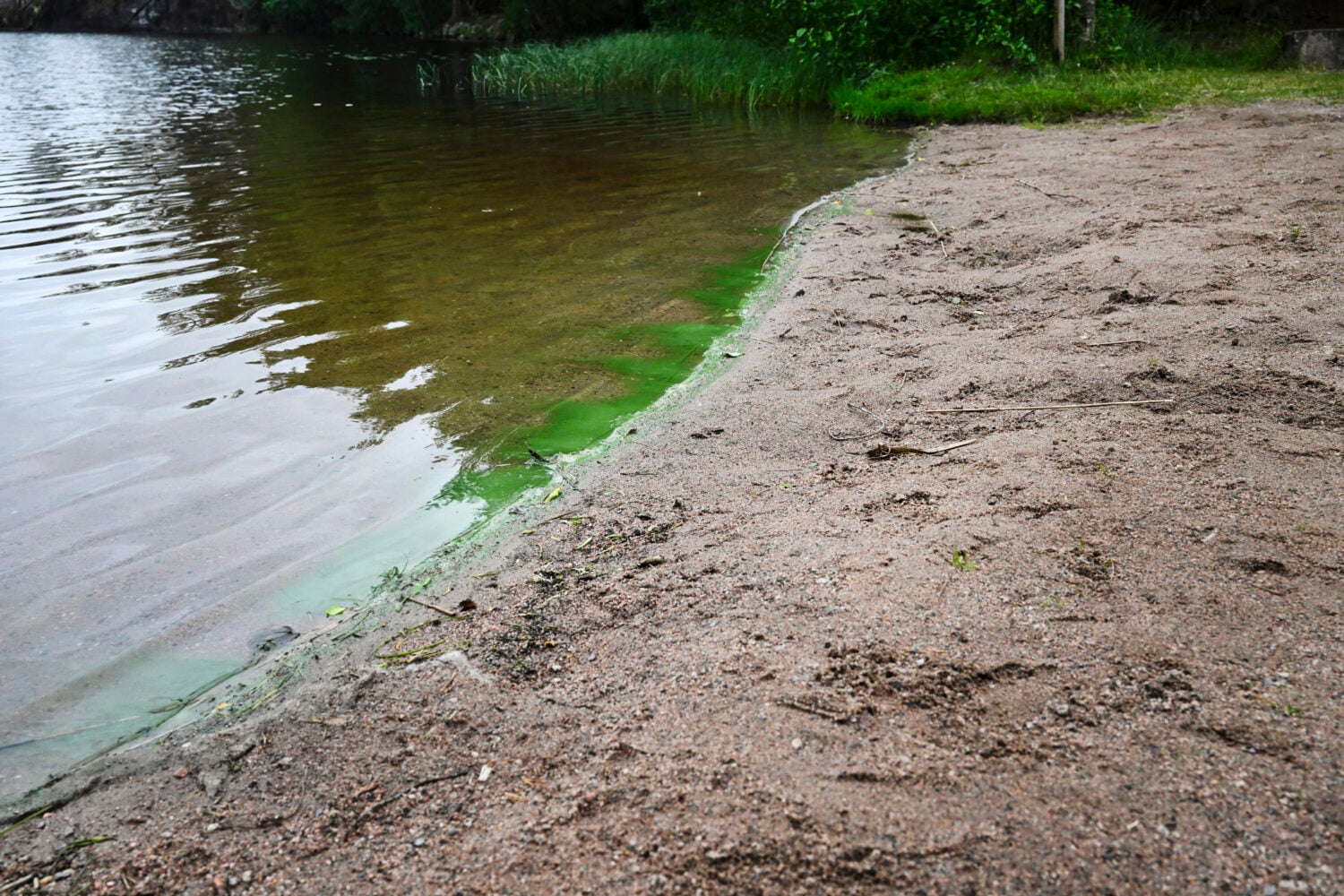 Sinilevää rantavedessä Riihimäen Hirvijärvellä. LEHTIKUVA / JADE SILPO
