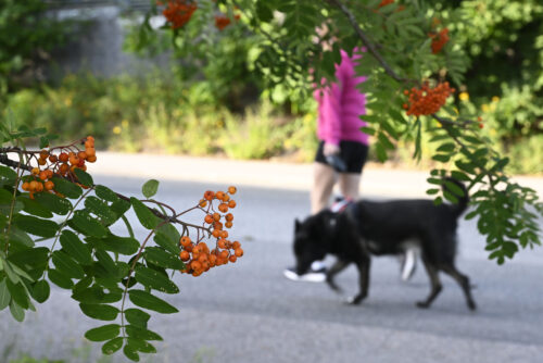 Hyvään arkeen kuuluu toiminnan lisäksi riittävä lepo. LEHTIKUVA / HEIKKI SAUKKOMAA