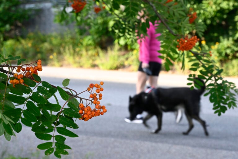 Hyvään arkeen kuuluu toiminnan lisäksi riittävä lepo. LEHTIKUVA / HEIKKI SAUKKOMAA