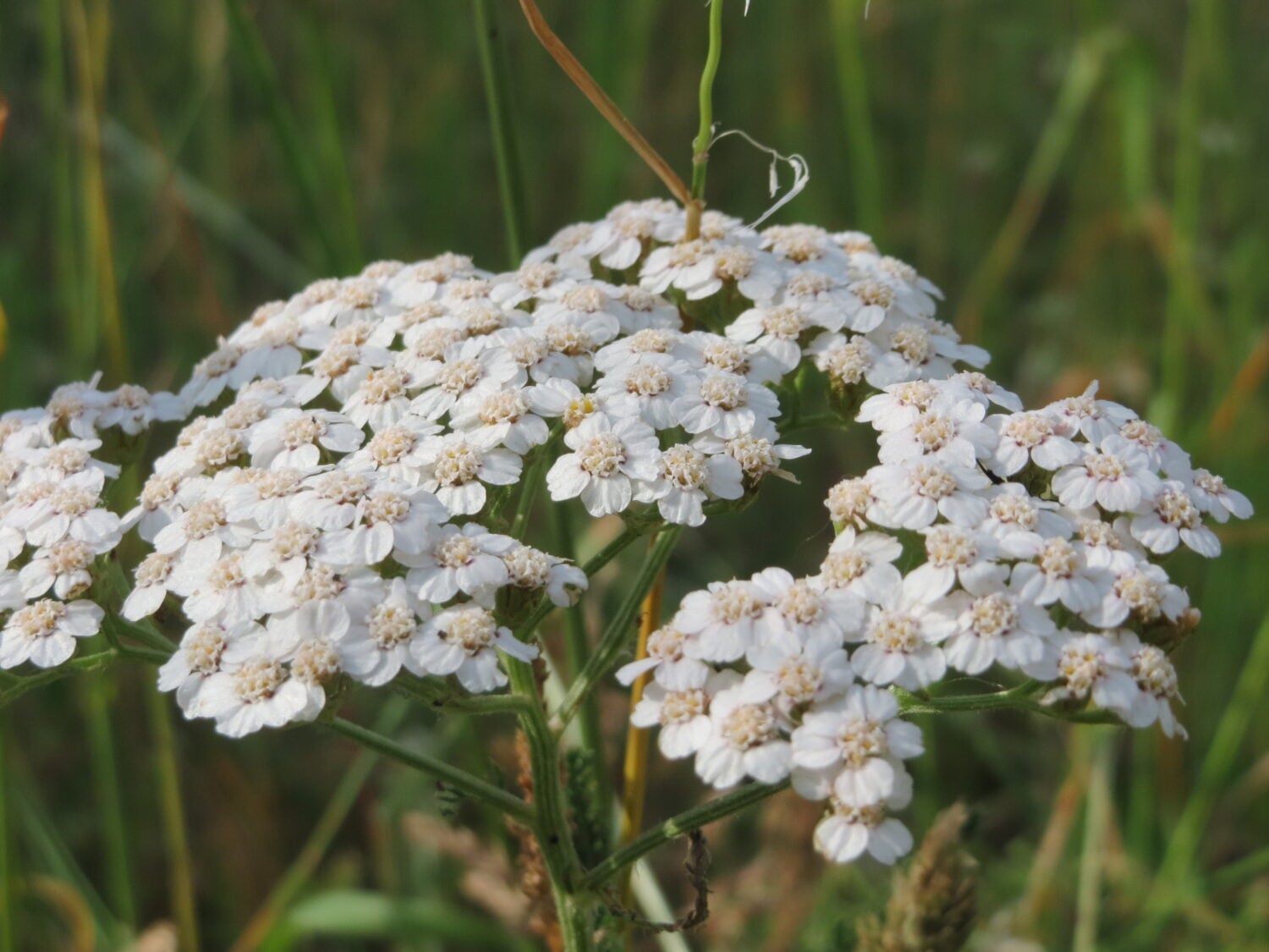 Siankärsämö sopii hyvin esimerkiksi salaattiin. WIKIMEDIA COMMONS/ANRO0002, CC-0