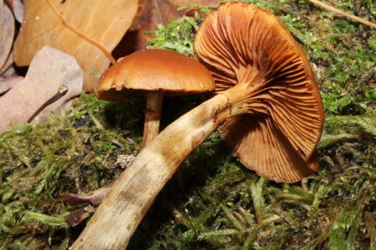 Tappavan vaarallinen myrkkynääpikkä voi sekoittua koivunkantosieneen. Wikimedia Commons/CC BY 4.0/Sarah Culliton /https://www.inaturalist.org/photos/100580499