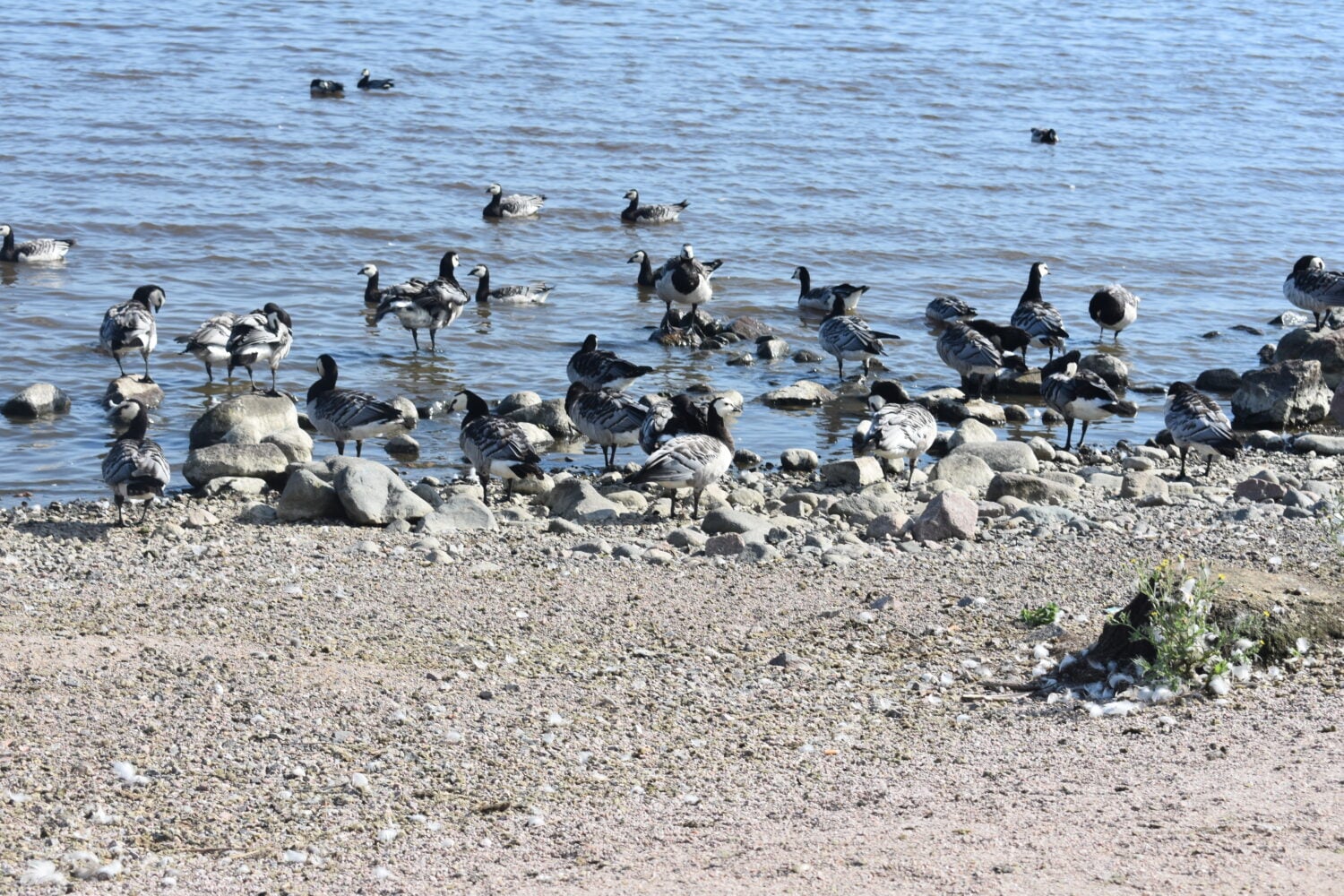 Valkoposkihanhia rannalla. VILLE MÄKILÄ
