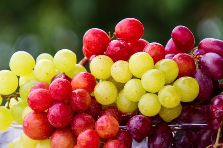 Punaisissa ja vihreissä viinirypäleissä on ravintoarvojen perusteella vain pieniä eroja. PIXABAY