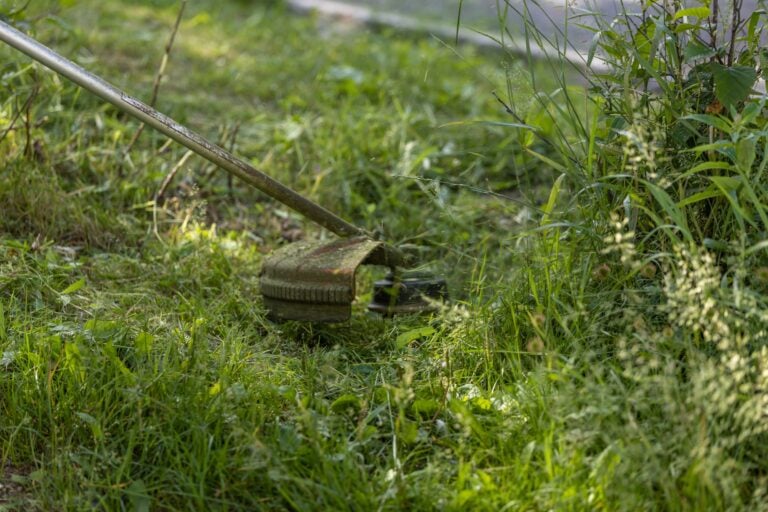 Hjørringin kunnassa osa nurmialueista on jätetty kasvamaan luonnon monimuotoisuuden lisäämiseksi. PEXELS