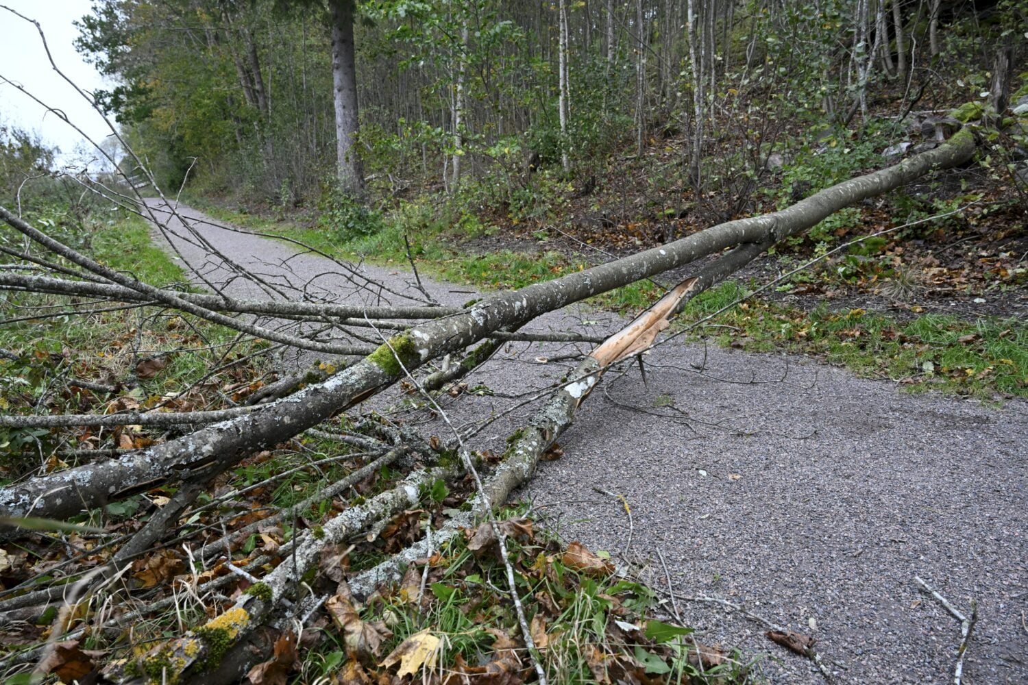 Kävelytielle kaatunut puu Espoon Suvelassa. LEHTIKUVA / HEIKKI SAUKKOMAA
