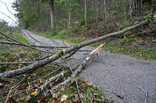 Kävelytielle kaatunut puu Espoon Suvelassa. LEHTIKUVA / HEIKKI SAUKKOMAA