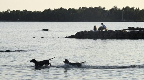 Koiria kirmasi vedessä rannalla Espoossa 2025.