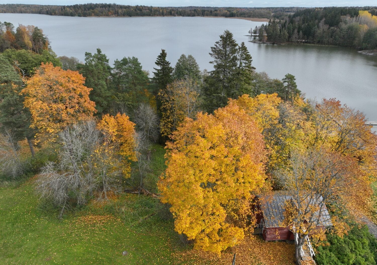 Ruska jäi toimittajalta näkemättä, mutta Suomen luonto ja rauhallisuus tekivät vaikutuksen. LEHTIKUVA / HEIKKI SAUKKOMAA